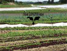 Tablet Screenshot of juniperfarm.ca